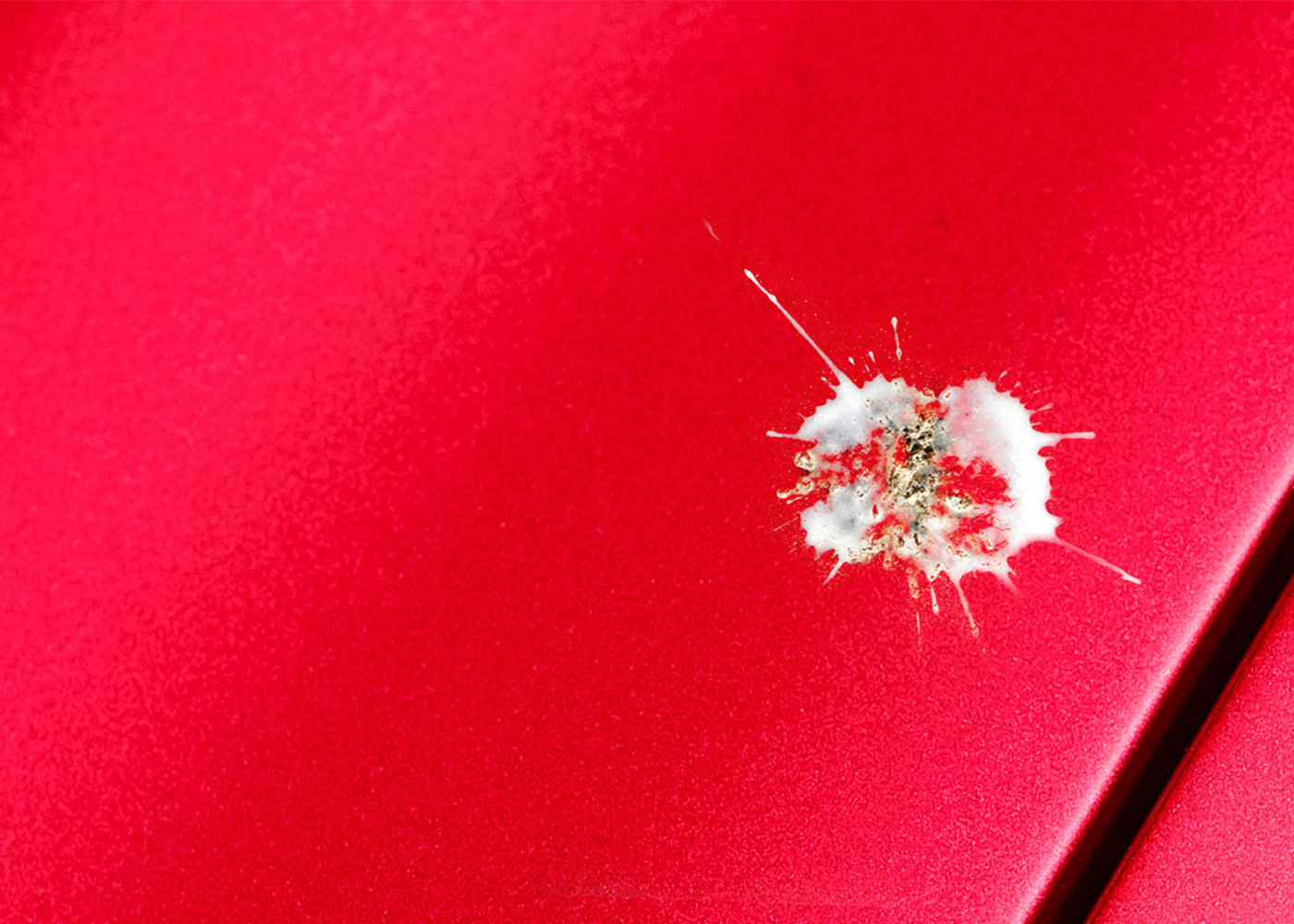 Exterior Protection: Paint Protection